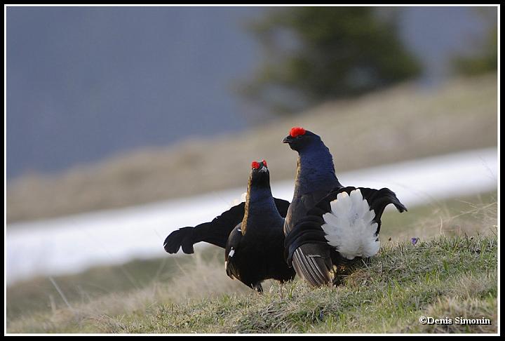 parade de tétras lyres